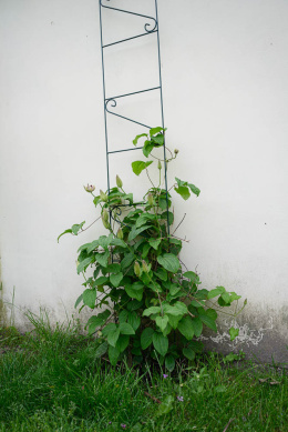 Podpora do roślin zdobiona 26 cm x 200 cm