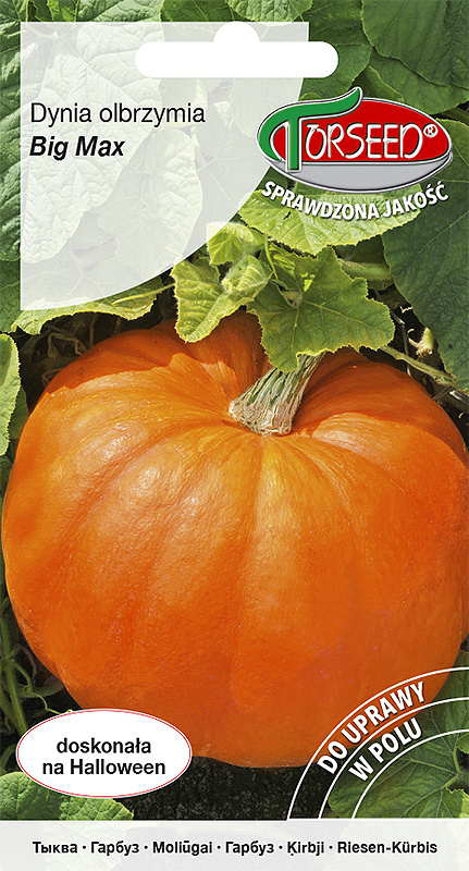 Dynia olbrzymia Big Max 3g